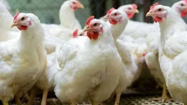 مقترح ينفذ قريبا تطبيق بيع الدواجن مبردة ومجمدة ومنع تداولها حبه بمحافظة الجيزة 4 أسعار الدواجن اليوم