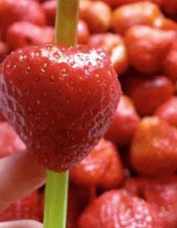 ماذا حدث في أسواق الفراولة بمصر من المركز الأول عالميا إلى أزمة محليا 4 مشروع الفراولة