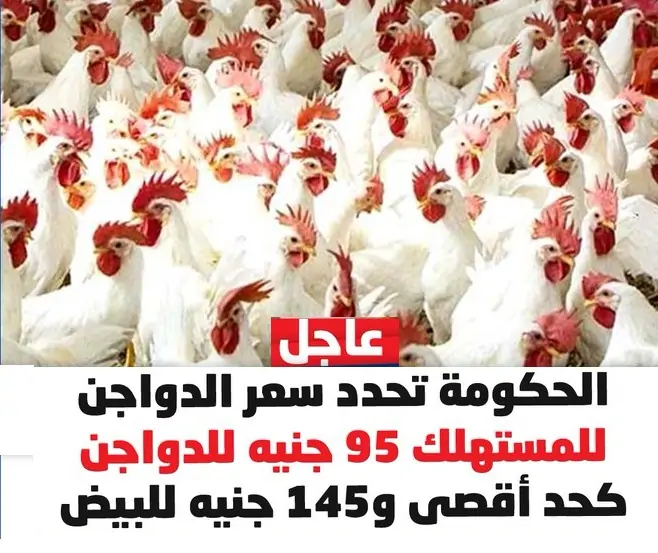 انخفاض جديد بكام سعر الفراخ والبانيه اليوم 3يونيو2026 بالأسواق 3 سعر الفراخ و كرتونة البيض