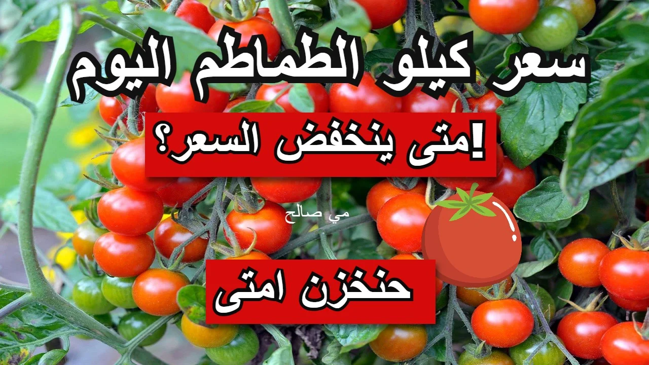 موعد تراجع سعر الطماطم بالأسواق كم سيصل ثمن الكيلو 3 موعد انخفاض سعر الطماطم