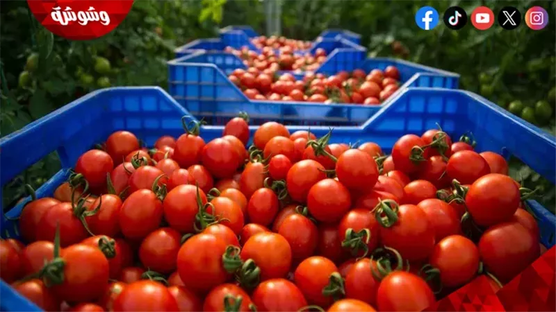 الزراعة تعلن موعد تراجع سعر الطماطم بالأسواق الكيلو بـ 35 جنيه 2 موعد انخفاض سعر الطماطم