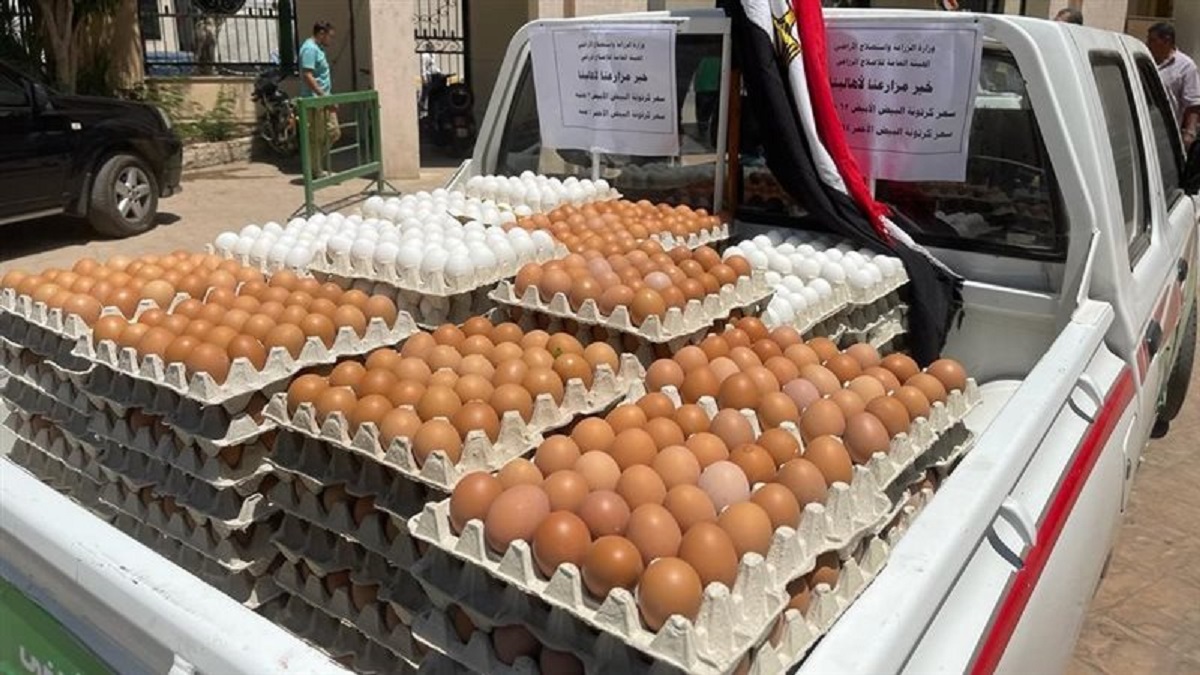 تراجع غير متوقع في سعر البيض قبل رمضان خبراء توضح السبب 2 سعر البيض