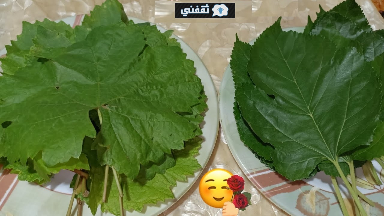 ملك العزومات يشعل الأسواق لماذا وصل سعر ورق العنب لـ 200 جنيه قبل رمضان وموعد الإنخفاض 3 علامات تميز ورق العنب