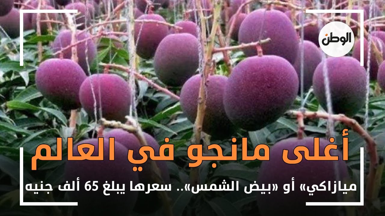 قصة أغلى مانجو فى العالم بـ50 ألف جنيه الواحدة 3 أغلى مانجو فى العالم
