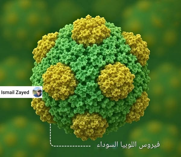 المتحدث بأسم وزارة الصحة يصدر تصريح بشأن الوضع الوبائي ومعدلات دخول المستشفيات 3 فيروس فسيفساء اللوبيا