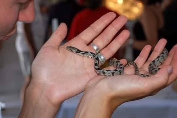 قصة معجزة العذراء مريم والثعابين تحدث سنويا في اليونان بدير الراهبات 3 معجزة العذراء مريم والثعابين