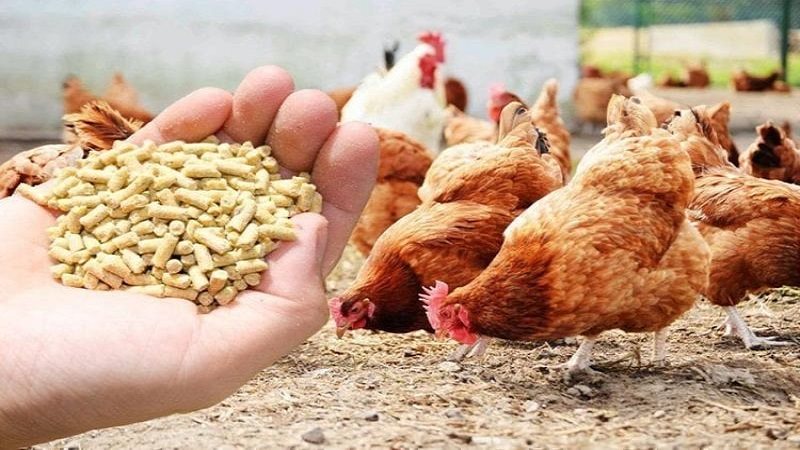 البداية بعيد الميلاد الثروة الداجنة تصدم المواطنين بشأن أسعار الدواجن 2 الثروة الداجنة