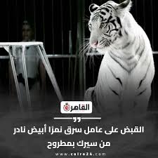 عامل يسرق نمر شرس من السيرك القصة الكاملة لأغرب واقعة سرقة بمطروح 3 سرقة نمر شرس