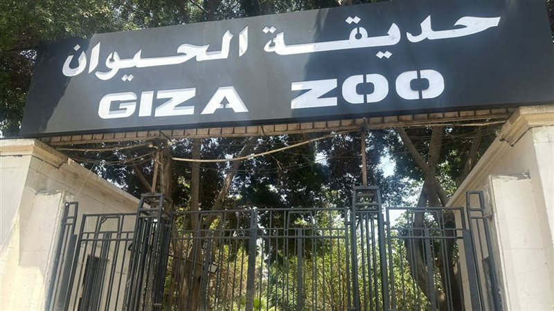 الزراعة تكشف تفاصيل إعدام 13 أسد داخل حديقة الحيوان بالجيزة إثر إصابتهم بمرض معدٍ وخطير 2 إعدام 13 أسد
