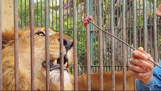 الزراعة تكشف تفاصيل إعدام 13 أسد داخل حديقة الحيوان بالجيزة إثر إصابتهم بمرض معدٍ وخطير 4 إعدام 13 أسد