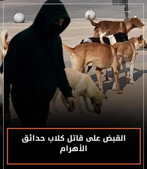 صاحب فيديو التخلص من كلاب حدائق الأهرام الملثم يشعل التحقيقات باعترافاته 2 التخلص من كلاب حدائق الأهرام