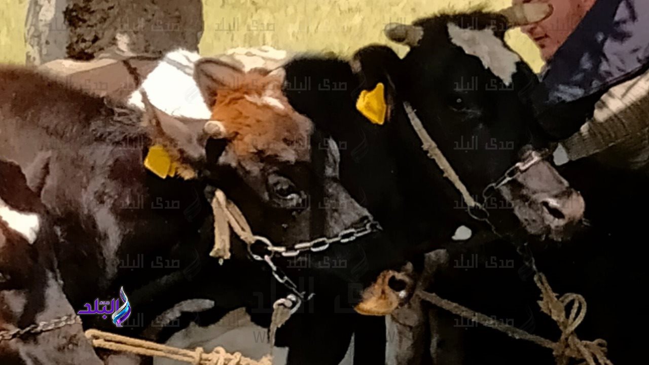 بعد انتشار الحمى القلاعية في مصر الخدمات البيطرية توجه رسالة هامة للمواطنين بشأن تناول اللحوم والألبان 3 التحصين ضد الحمى القلاعية