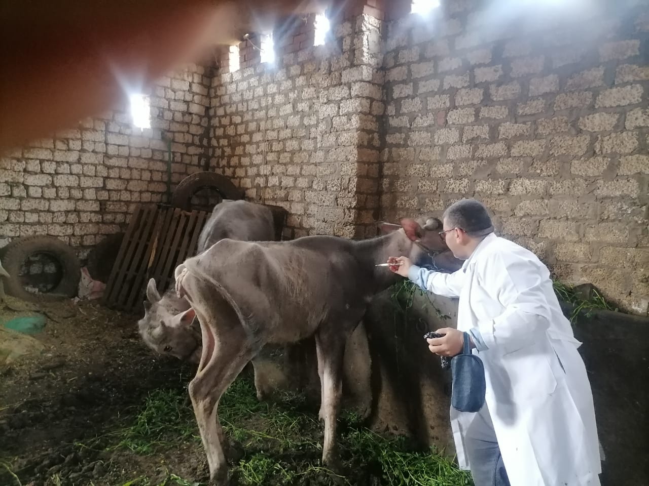 للسيطرة عليه تحرك عاجل من الزراعة متحور جديد بين الماشية 3 تحرك الزراعة بسبب متحور جديد بين الماشية