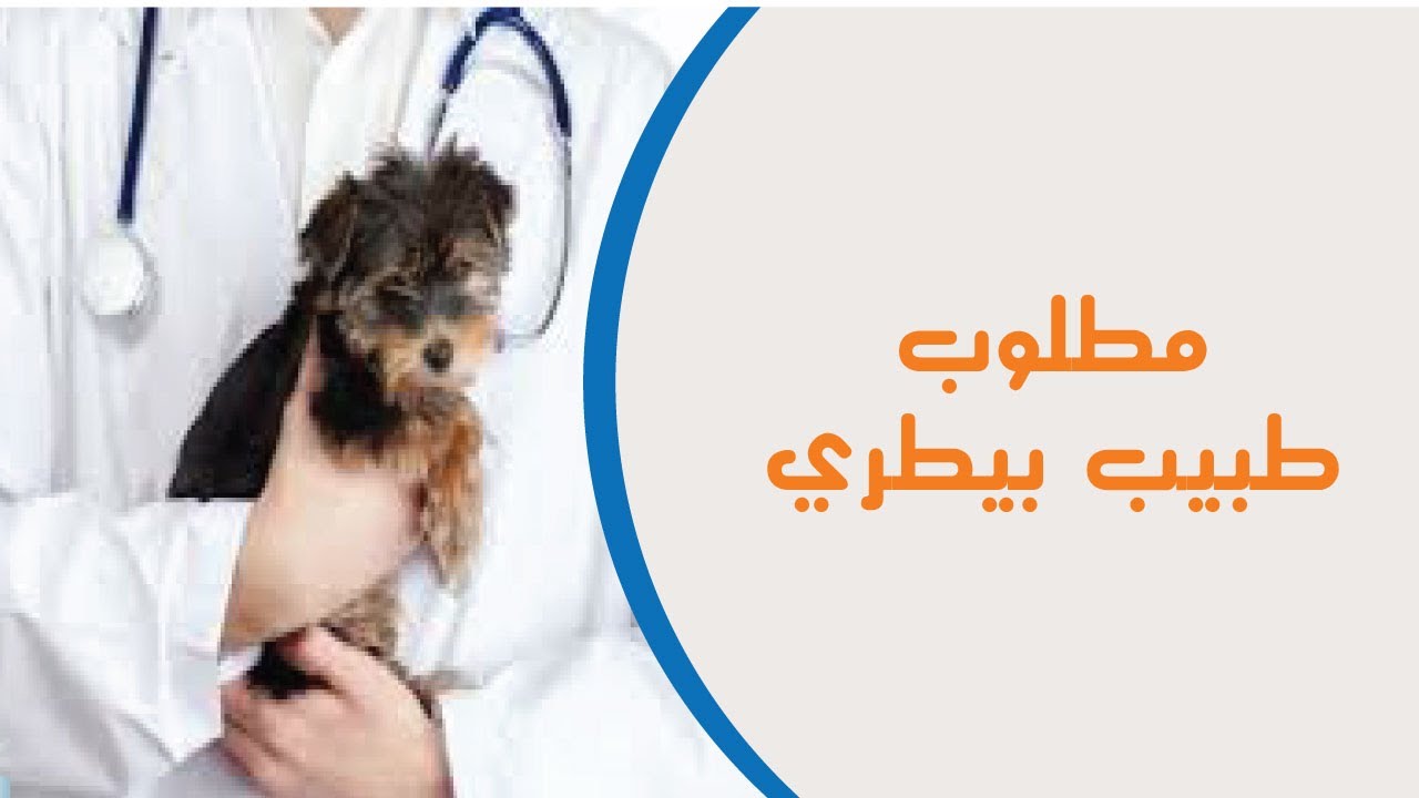 وظائف طبيب بيطري 2026 وهذه خطوات التسجيل اعرف رابط وخطوات التقديم ف 2 وظائف طبيب بيطري