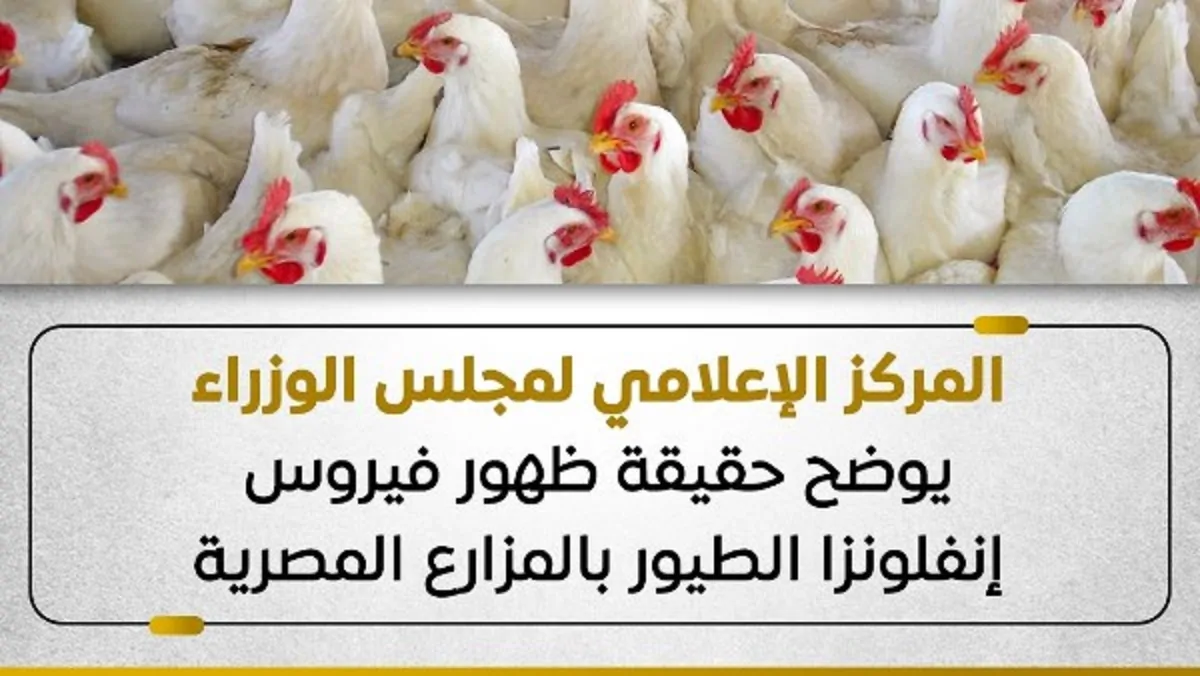 بيان الحكومة تكشف حقيقة ظهور فيروس إنفلونزا الطيور بالمزارع المصرية 4 حقيقة ظهور فيروس إنفلونزا الطيور بالمزارع المصرية