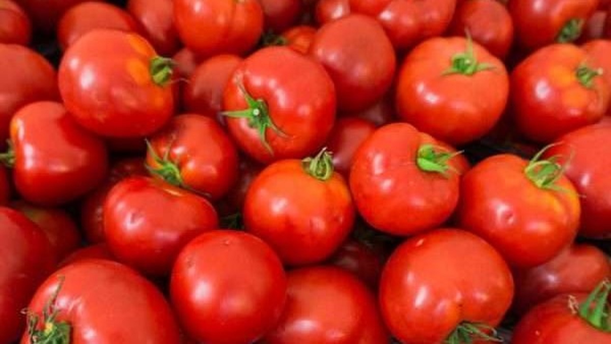 المجنونة تشتعل في الأسواق كواليس قفزة الطماطم لـ 60 جنيهاً وموعد الانفراجة الرسمية 3 ارتفاع متوقع في أسعار الطماطم
