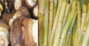 لماذا تحتفل الكنيسة بعيد الغطاس بالقصب والقلقاس 2 تناول الأقباط القصب والقلقاس بعيد الغطاس