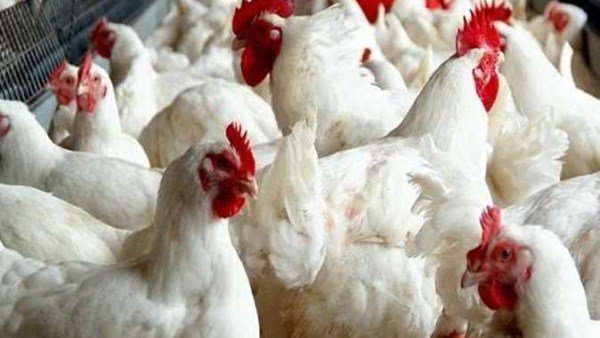 محدش يخزن منتجي الدواجن تزف أخبار سارة للمواطنين الفراخ هترخص 3 رئيس الاتحاد العام لمنتجي الدواجن