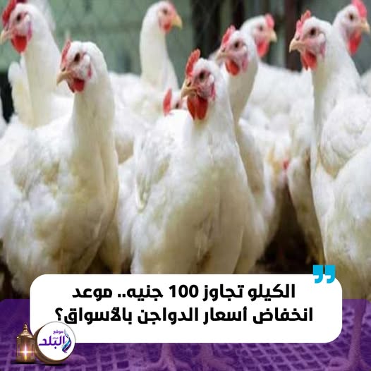 سعر الفراخ بكام انهاردة 9 فبراير2026 بعد موجة الارتفاع المفاجئة 2 سعر الفراخ