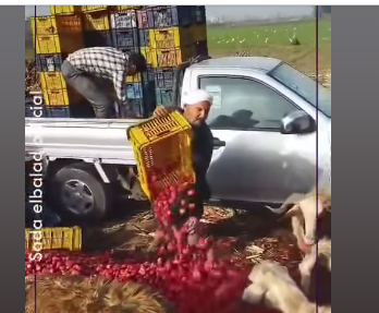 نقيب الفلاحين يوضح حقيقة فيديو إلقاء الفراولة في الشوارع 2 حقيقة فيديو إلقاء الفراولة