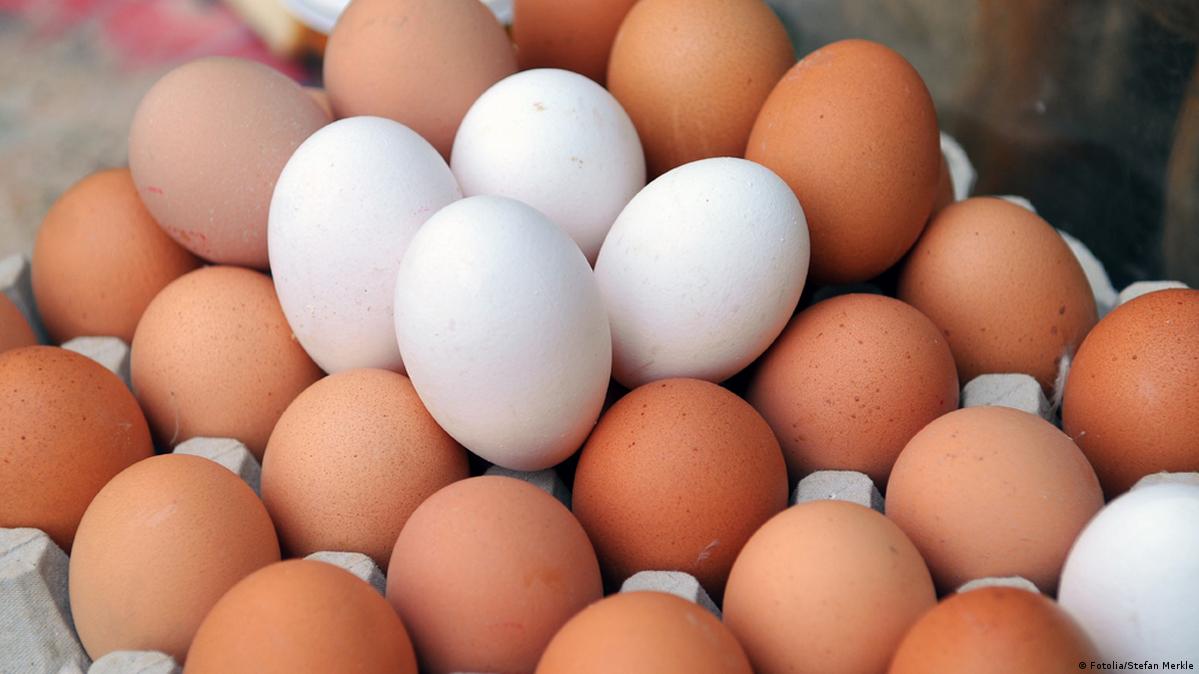 كام الفراخ والبيض النهارده قائمة الأسعار النهائية في الأسواق والبورصة ليوم الجمعة 6 مارس 3 البيض الأحمر والأبيض