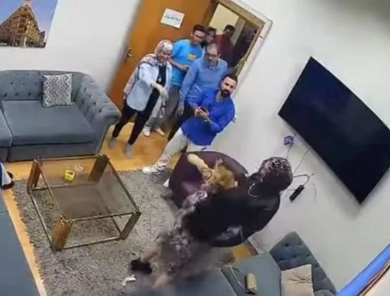 بالفيديو هجوم شبل على الفنانة مروة عبدالمنعم خلال تصوير تليفزيونى وإصابتها في ذراعها 3 الفنانة مروة عبدالمنعم