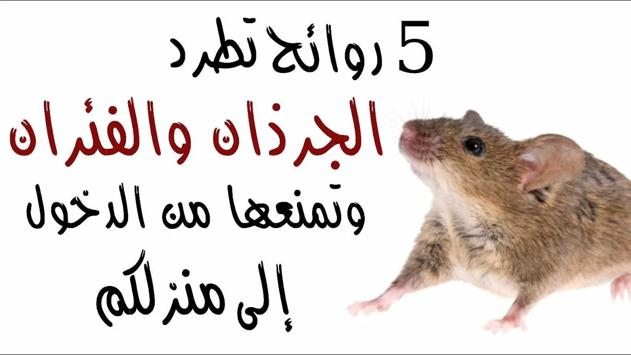 5 روائح تخيف الفئران وتجعلها تهرب من المنزل على الفور 2 روائح تخيف الفئران