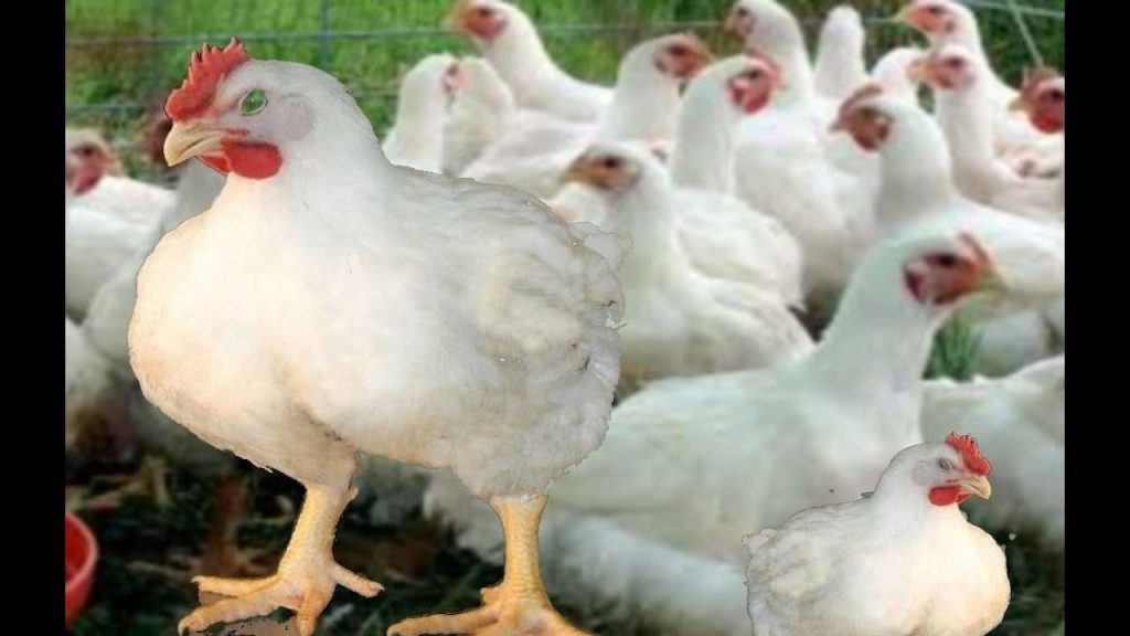 أنخفاض جديد في أسعار الدواجن اليوم ومفاجأه قبل رمضان 3 331121826 777955360593699 258980905716533898 n 147