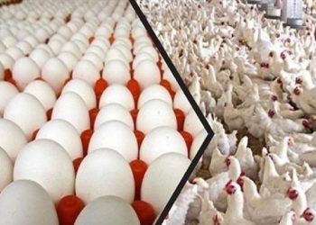 سعر الدواجن اليوم