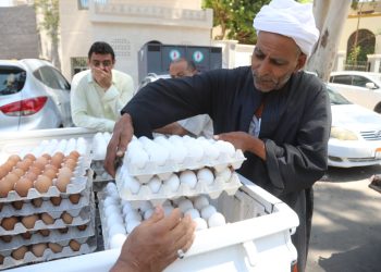 نكبة جديدة للمواطنين سعر كرتونة البيض اليوم