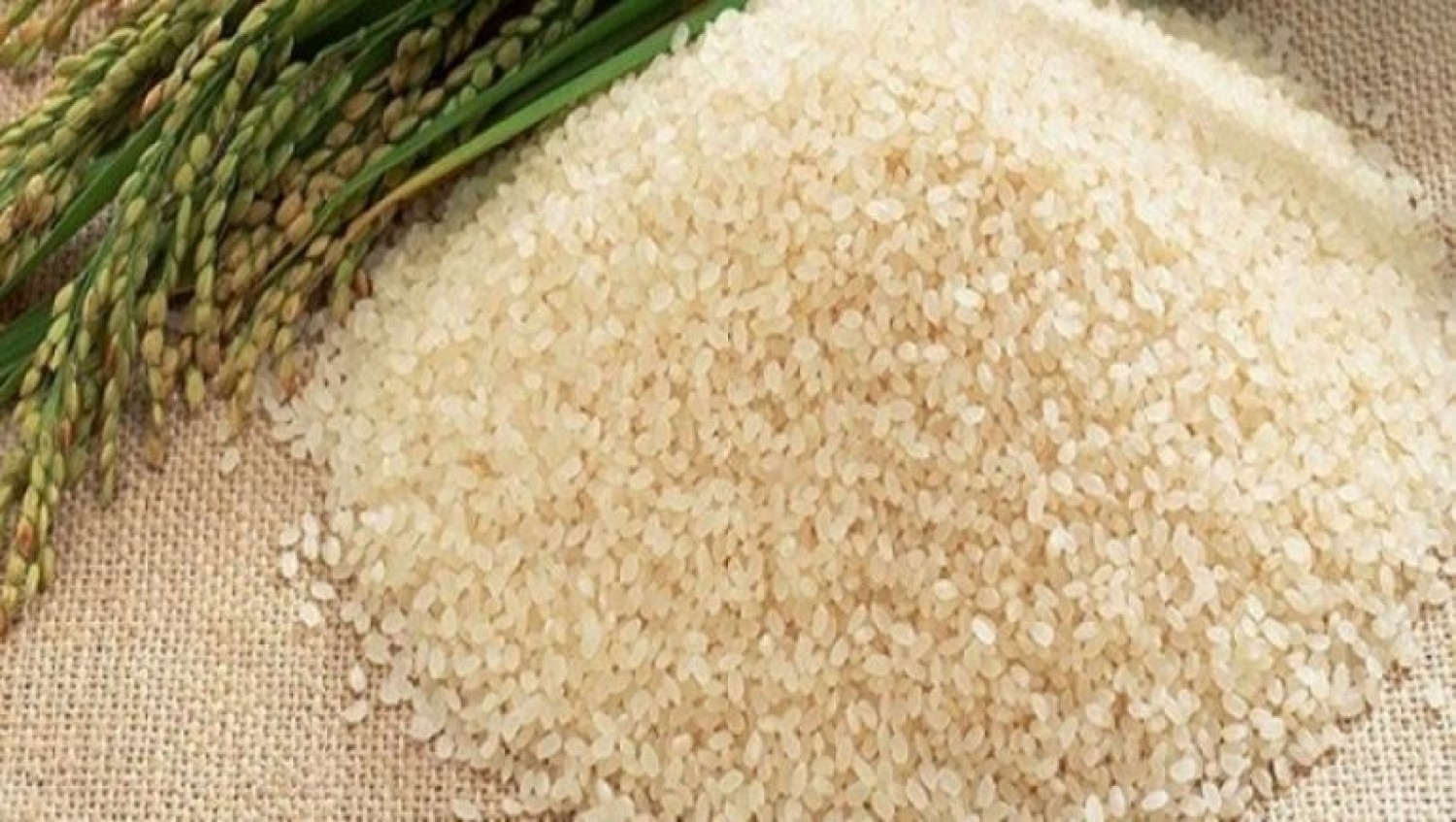 سعر الأرز بوزارة الزراعة