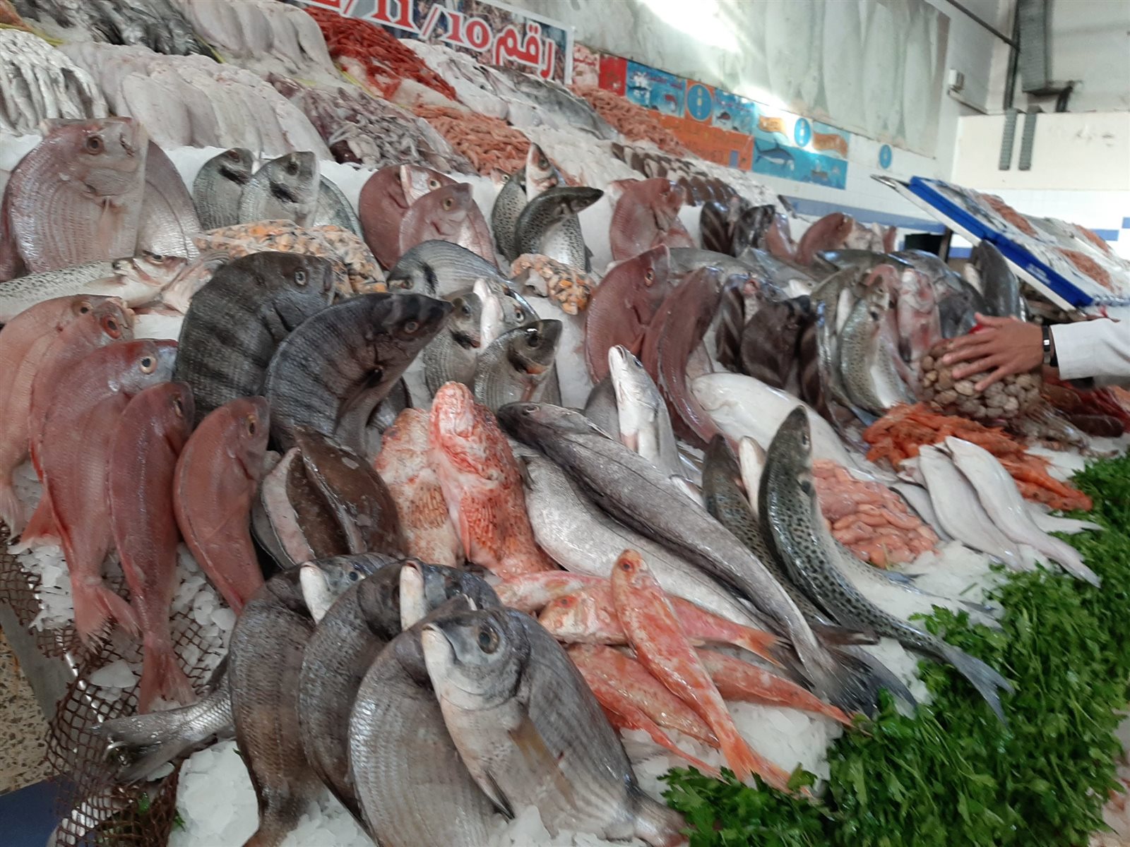 سعر السمك اليوم 5 مارس و 40 جنيها للبلطى 4 331121826 777955360593699 258980905716533898 n 131