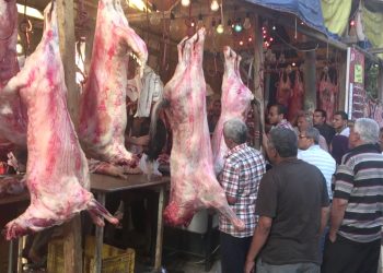 خبر سار بشأن سعر اللحوم بكميات كبيرة في الأسواق