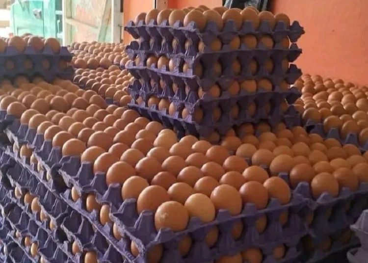 انخفاض سعر البيض بالأسواق 28مارس رخص تاني 1 331121826 777955360593699 258980905716533898 n 16 350x350 506