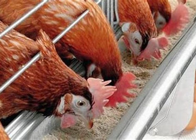 بشرة سارة تعلنها الحكومة بشأن سعر الدواجن مع اقتراب شهر رمضان 1 331121826 777955360593699 258980905716533898 n 189