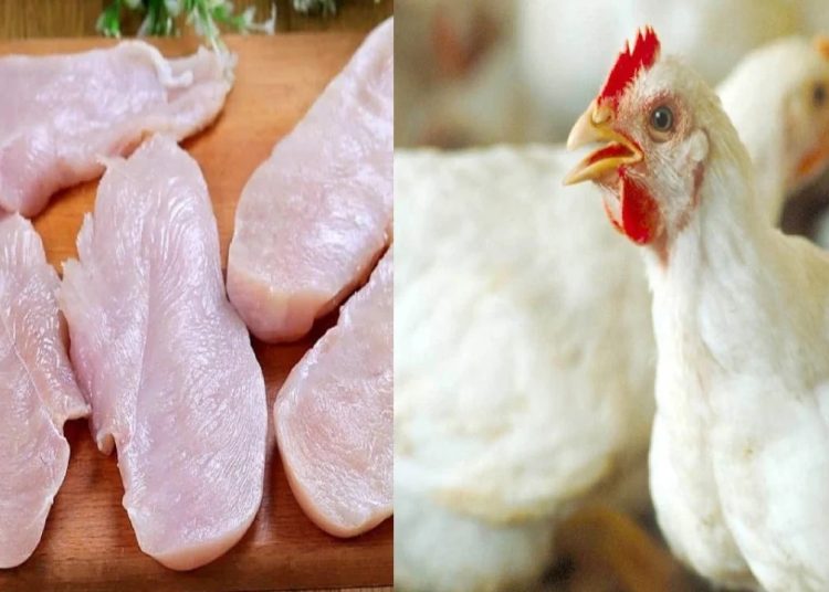 خبر سار يخص سعر الفراخ والبانيه يتراجع 25 جنيه 1 331121826 777955360593699 258980905716533898 n 230