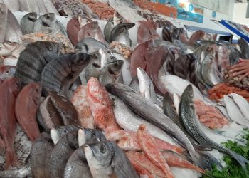 70 السمك البلطى سعر الأسماك والجمبري والكابوريا في مصر