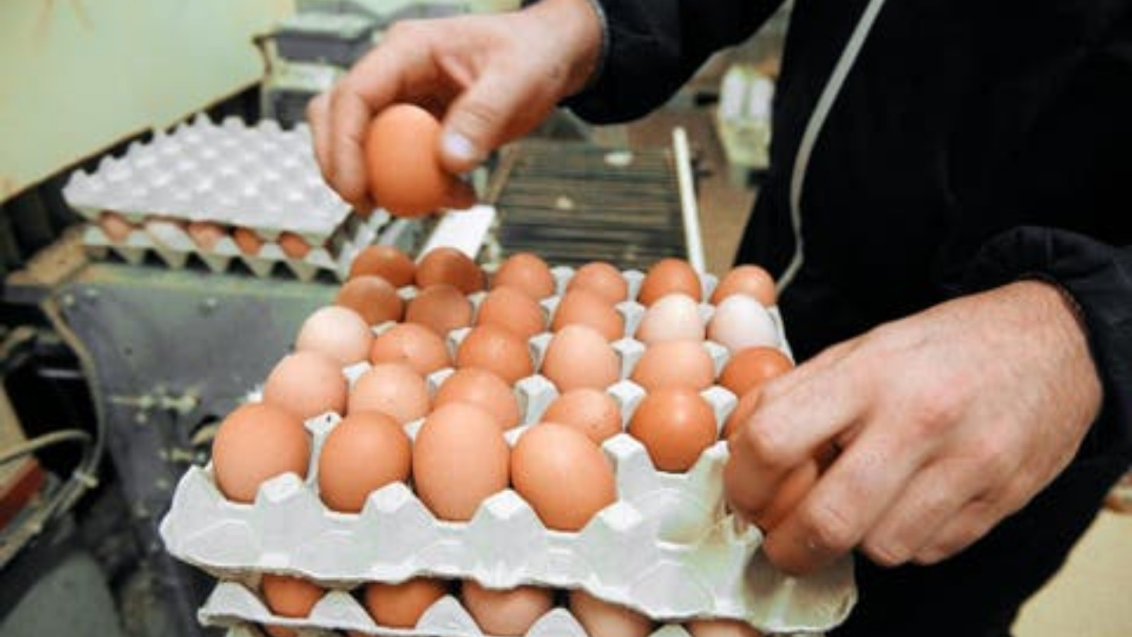 رخص عن 100 جنيه البيض يتراجع بقوة لأول مرة منذ 3 شهور 3 331121826 777955360593699 258980905716533898 n