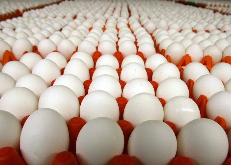 البيض هيوصل 200 جنية تحذير شديد اللهجة من منتجو الدواجن 1 eggs 1