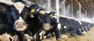 قرار حكومي جديد لضبط سعر اللحوم قبل عيد الأضحى وزيرالتموين 3 قرار حكومي جديد لضبط سعر اللحوم