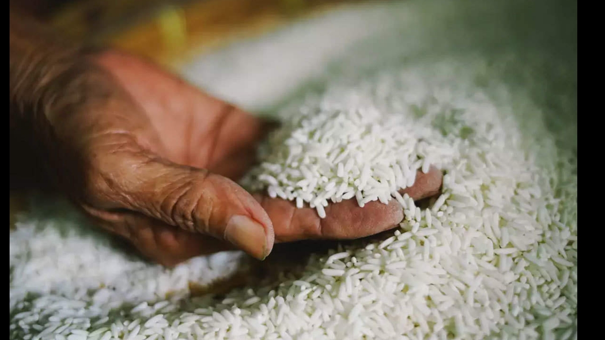 أنتاج الأرز المحلي