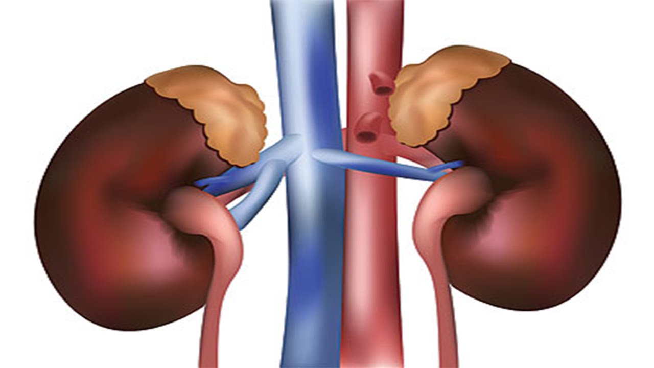 عادات وأكلات صحية تحمي الكلى لو عايز تحافظ عليها من التلف 4 أكلات صحية تحمي الكلى
