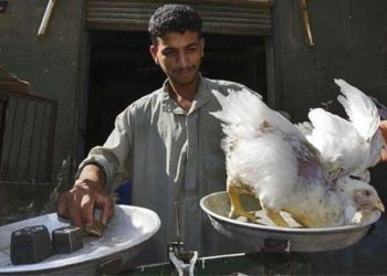 سعر الدواجن اليوم 26 أبريل بعد اجازة عيد الفطر