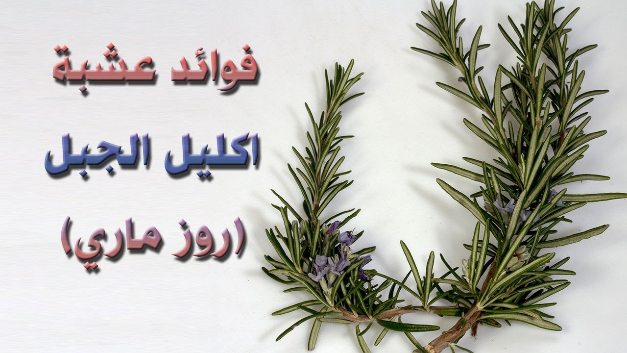 عند أكل الروز ماري يومي ماذا يحدث الى الجسم 3 فوائد الروز ماري