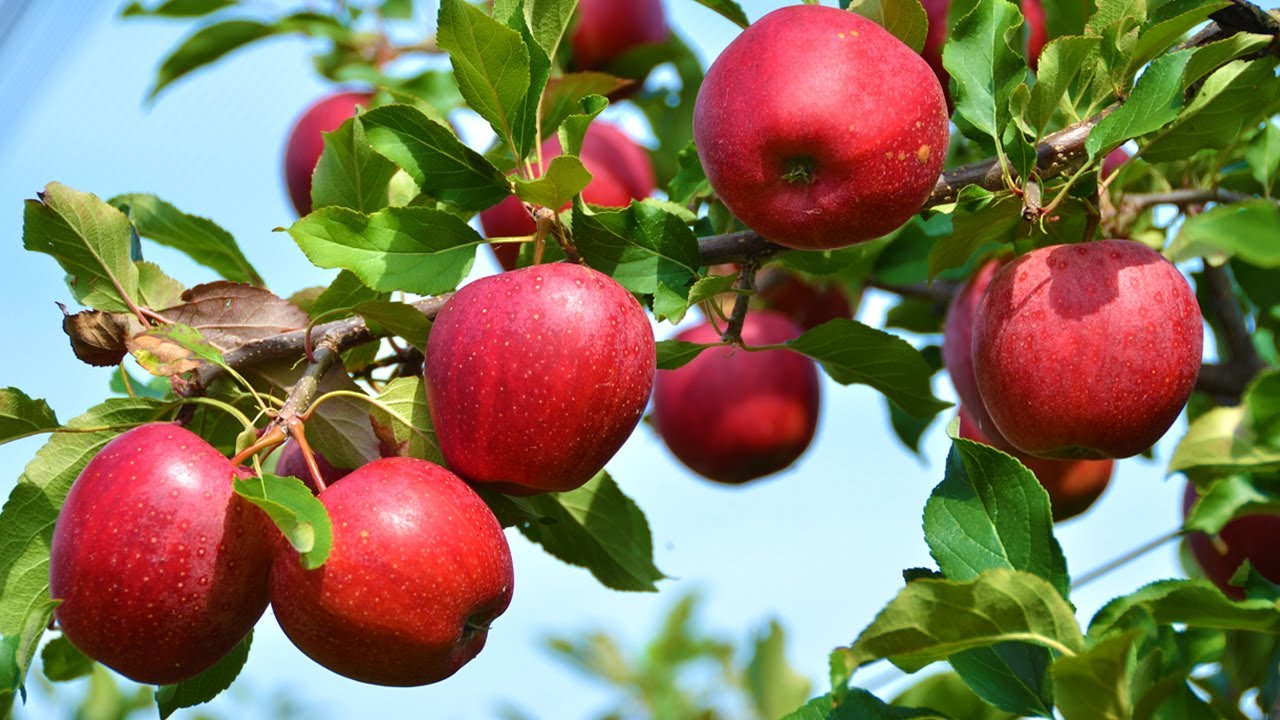 تناول التفاح يوميا على الأفطار وسوف تنبهر بالنتيجة 4 apple 4