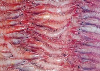 الجمبري الفراولة سعره بيوصل لـ 2500 جنيه أعرف فوايده
