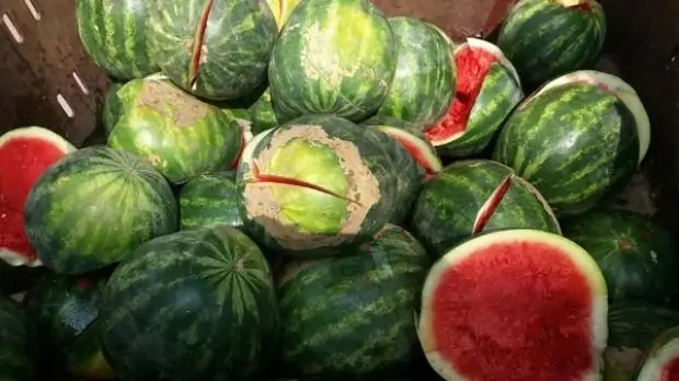 عشان تبقا عارف إليك كيفية معرفة البطيخ الفاسد 3 كيفية معرفة البطيخ الفاسد