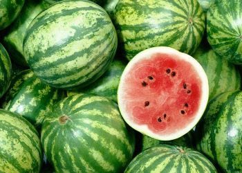 ارتفاع سعر البطيخ