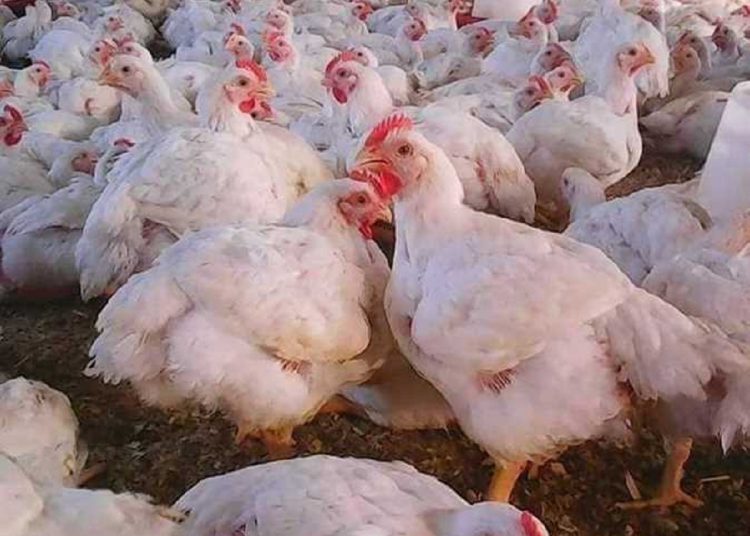 أول رد من شعبة الدواجن عقب قرار النيابة بإحالة عدد من تجار الفراخ للمحاكمة 1 شعبة الدواجن تحذر المواطنين