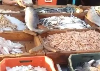 ارتفاع سعر السمك البلطى والبورى اليوم 9 مايو بالأسواق